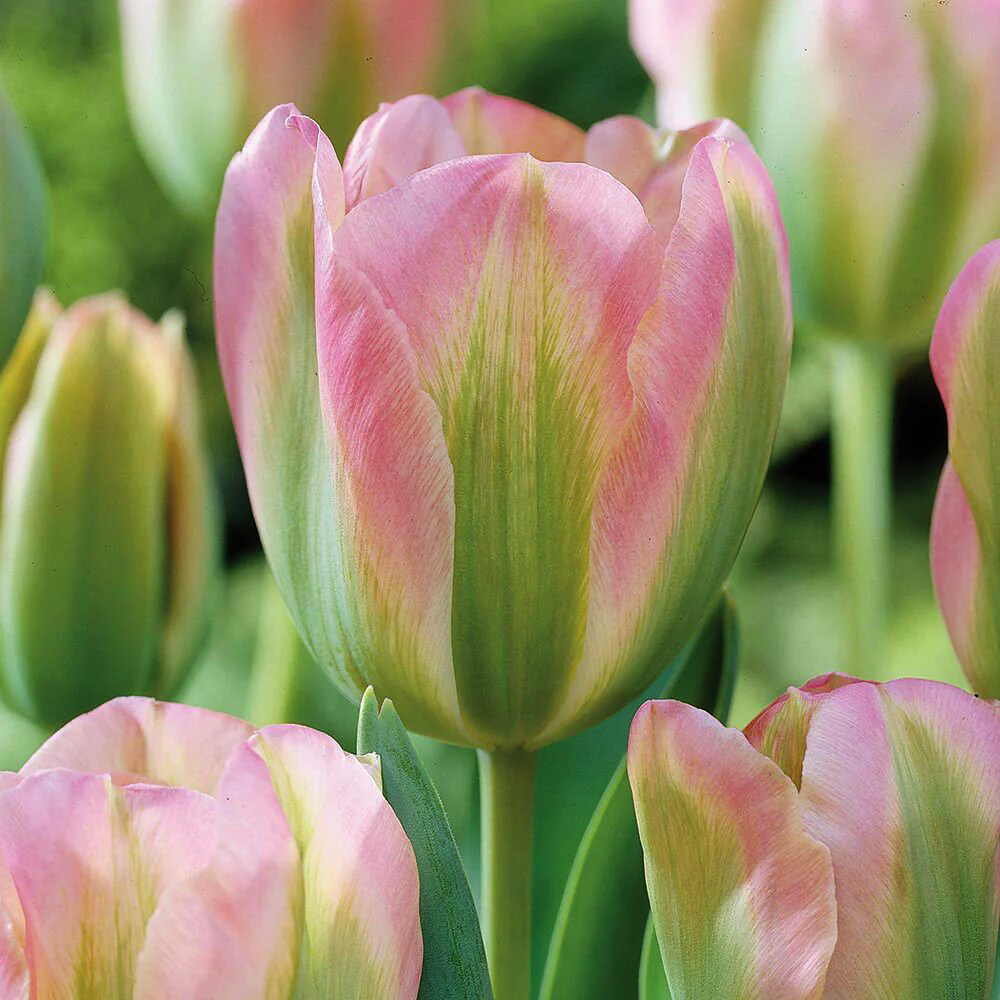 Тюльпан viridiflora Groenland