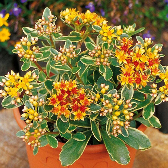 Sedum kamtschaticum Variegata