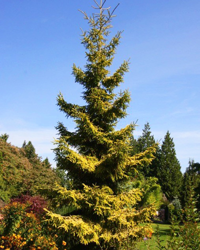 Ель сербская Ауреа (Picea omorica Aurea)