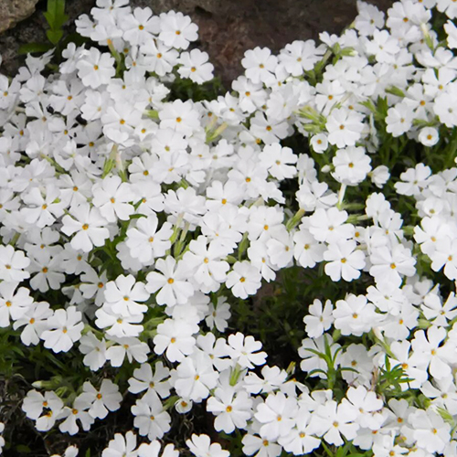 Флокс шиловидный Майшнее