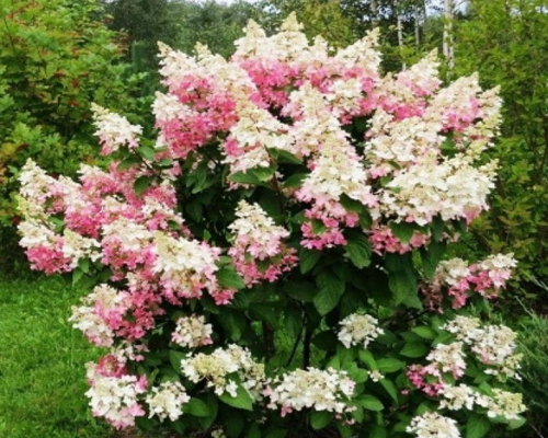 Гортензия метельчатая Конфетти (Hydrangea paniculata Confetti)