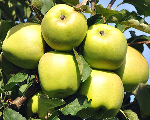 Яблоня Мутсу