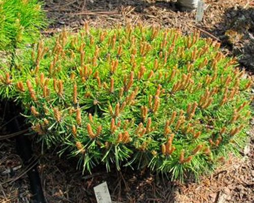 Сосна горная Нерост (Pinus mugo Nerost)