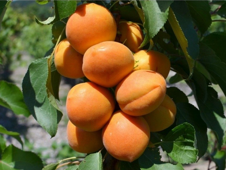 Абрикос колоновидный Принц Март