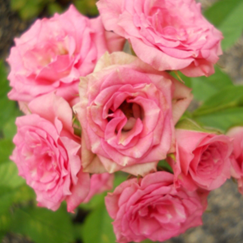 роза Спрей Розовый