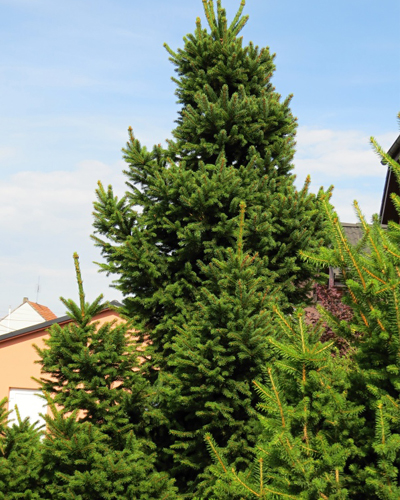 Ель обыкновенная Виллс Цверг (Picea abies Will's Zwerg)