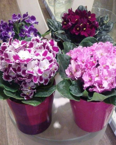 Сенполия (фиалка) Розанна Гем (Saintpaulia Rosanne mix)