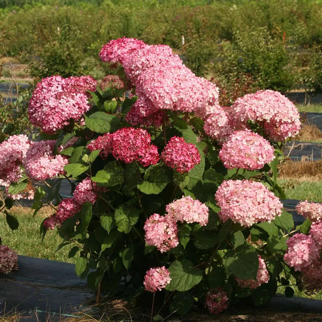Гортензия древовидная Пинк Пинкушен (Hydrangea arborescens Pink Pincushion) Гортензия древовидная Пинк Пинкушен (Hydrangea arborescens Pink Pincushion)
