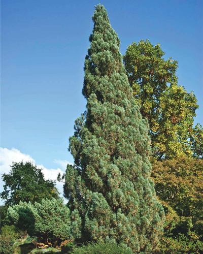 Сосна обыкновенная Фастигиата (Pinus sylvestris Fastigiata)