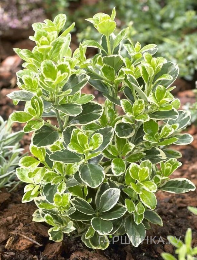 Euonymus japonica Kathy