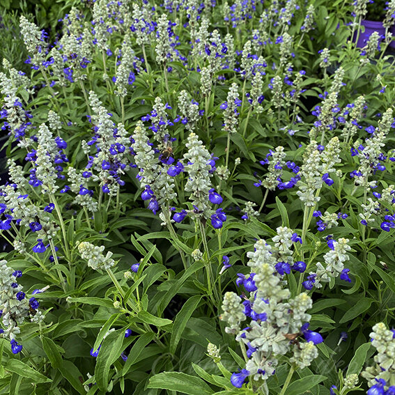 Шалфей мучнистый Страта