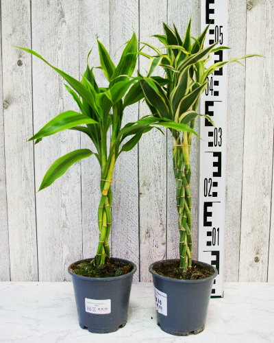 Драцена сандера Микс (Dracaena sanderiana)