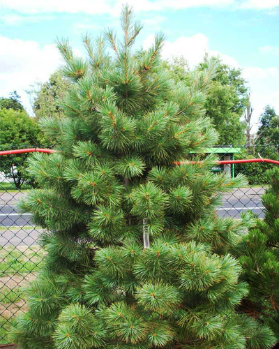 Сосна монтикола Аммерланд (Pinus monticola Ammerland)