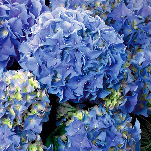Гортензия крупнолистная Эрли Блю (Early Blue)