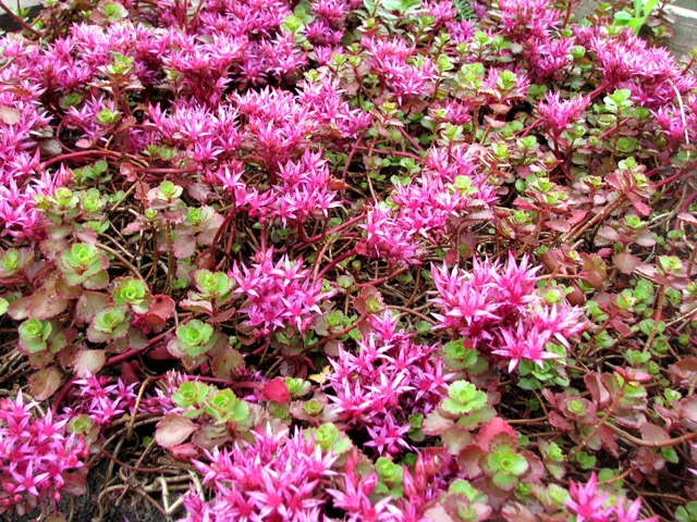 Sedum spurium Coccineum