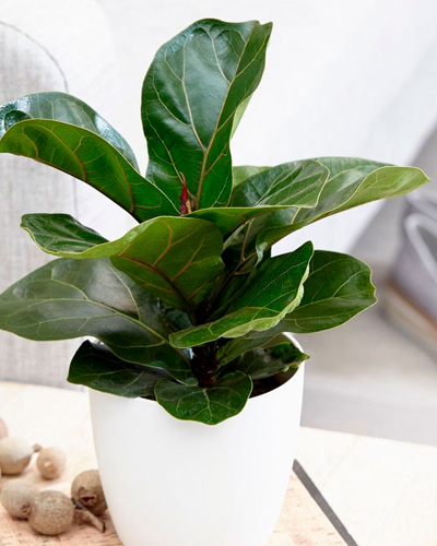 Фикус лировидный (Ficus lyrata)