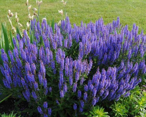 Котовник жилковатый (Nepeta nervosa)