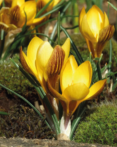 Крокус botanical Fuscotinctus Крокус botanical Fuscotinctus