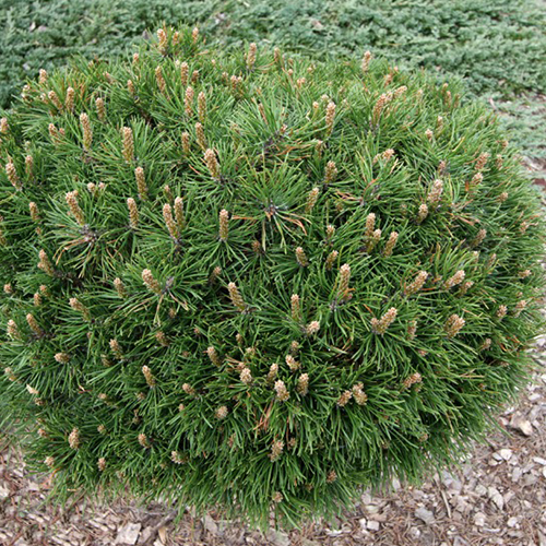 Сосна горная Грюн Велли