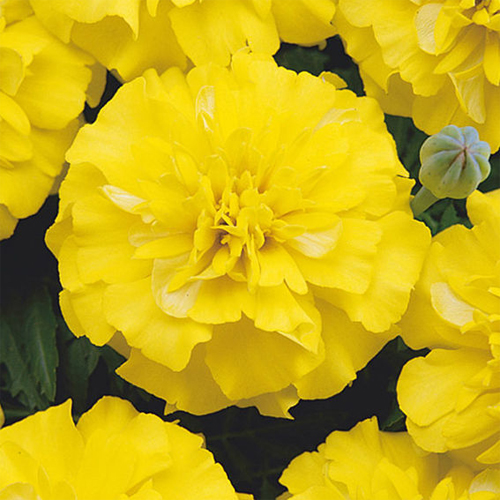 Тагетес отклоненный Бонанза Еллоу (Tagetes рatula Bonanza Yellow)