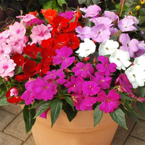 Бальзамин новогвинейский (Impatiens New Guinea) 