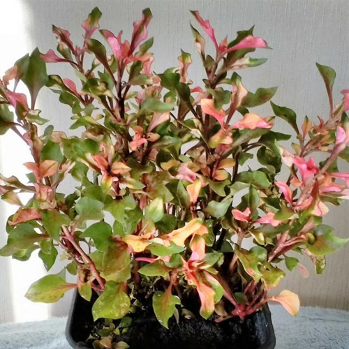 Альтернантерра бетцика (Alternanthera bettzickiana)