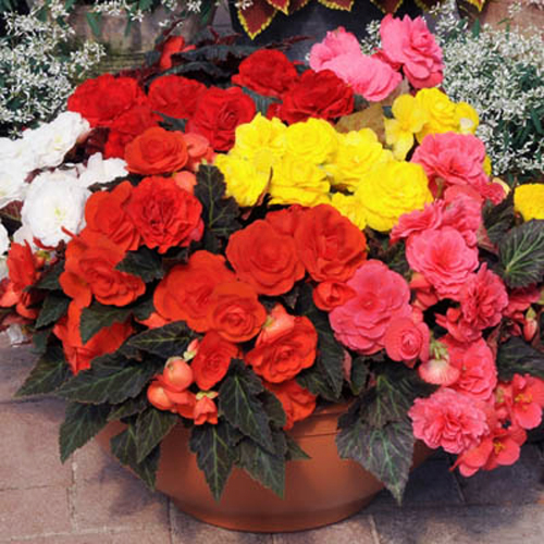 Бегония клубневая Нонстоп Мокка Микс (Begonia tuberhybrida Nonstop Mocca Mix)