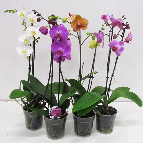 Фаленопсис Gem