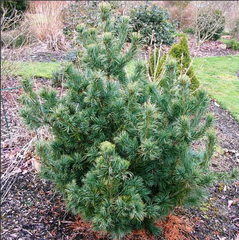 Сосна мелкоцветковая Шунс Бонсай (Schoon's Bonsai)