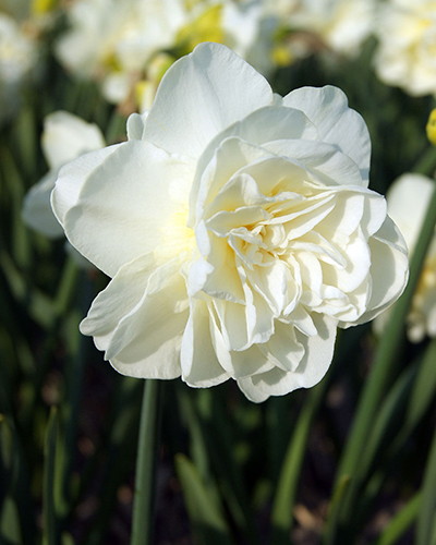 Нарцисс Double Calgary