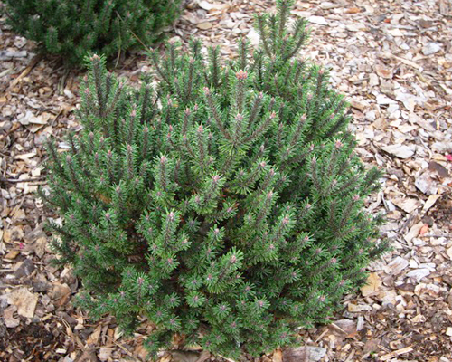 Сосна горная Бревифолия (Pinus mugo Brevifolia)