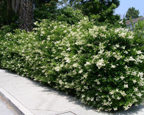 Бирючина обыкновенная (Ligustrum vulgare)