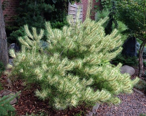 Сосна густоцветковая Беркс Ред Вариегатед (Pinus densiflora Burkes Red Variegated)