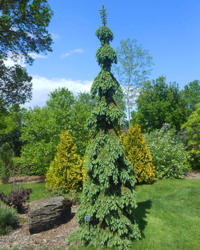 Ель канадская (сизая) Пендула (Picea glauca Pendula)