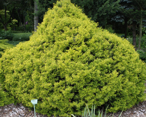Тис средний Тимон (Taxus media Tymon)