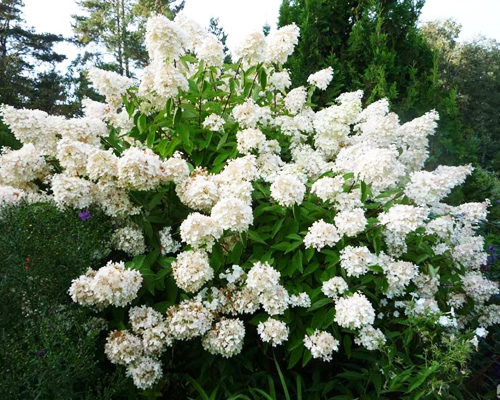 Гортензия метельчатая Брюссель Лейс (Hydrangea paniculata Brussels Lace)