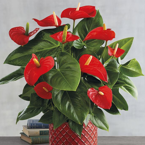 Антуриум Динамит Ред (Anthurium Dynamite Red)