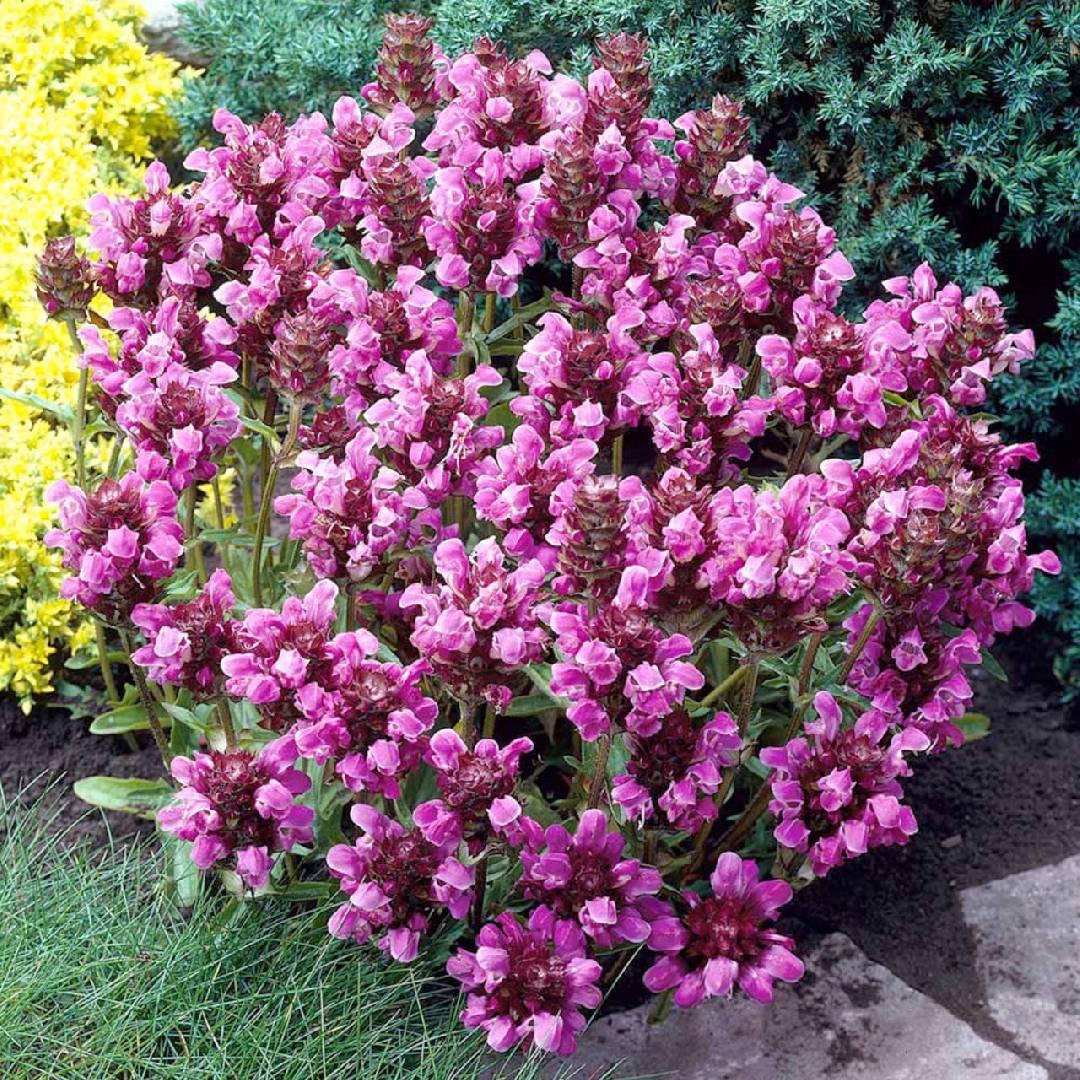 Прунелла крупноцветковая Роуз Прунелла крупноцветковая Роуз