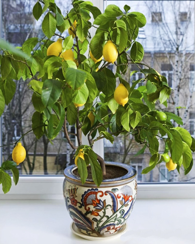Лимон Павловский комнатный