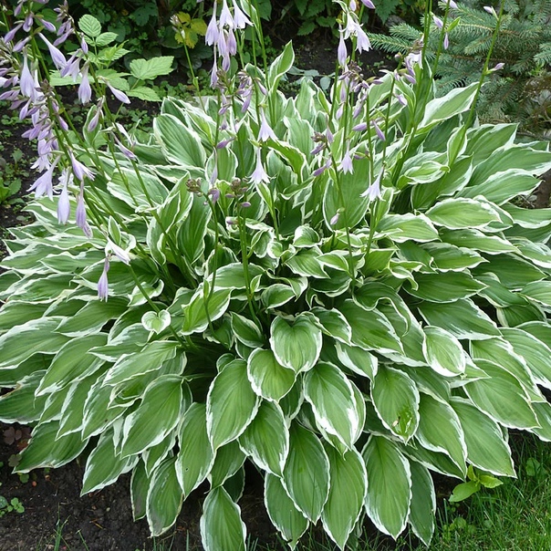 Хоста Альбомаргината (Albomarginata)