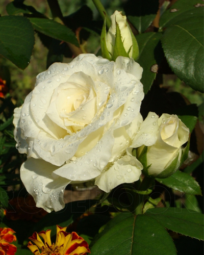 роза Анастасия (Anastasia®)