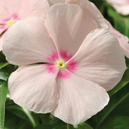 Катарантус Медитерранеан Пич (Catharanthus Mediterranean Peach)