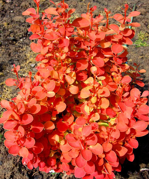 Berberis thunbergii Orange Ice