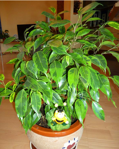 Фикус бенджамина Реджинальд (Ficus benjamina Reginald)