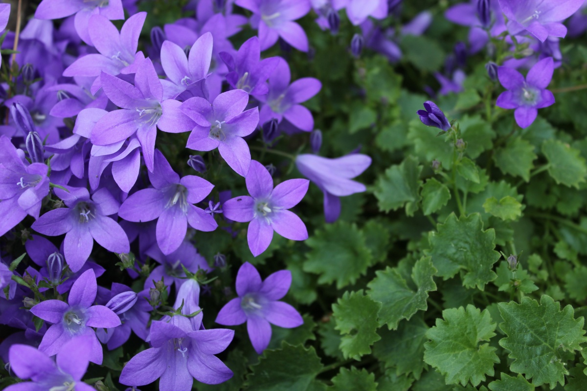 Campanula portenschlagiana