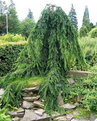 Ель обыкновенная Богемика Пендула (Picea abies Bohemica Pendula)