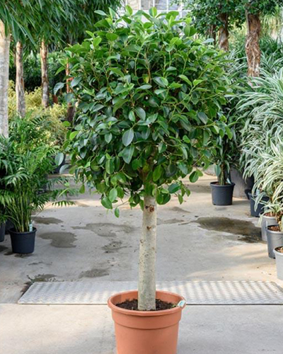 Фикус Австралийский (штамб) (Ficus australis)