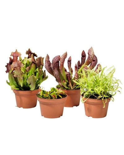 Насекомоядные растения микс