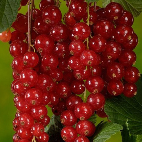 Смородина красная Дионис