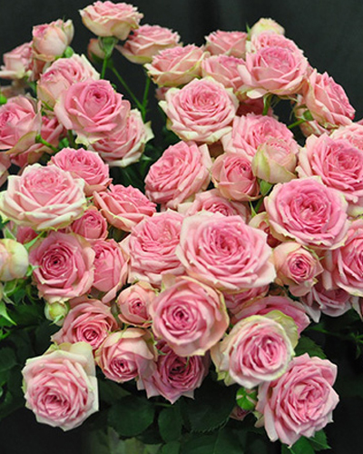 роза Супер Сенсейшн (Super Sensation)